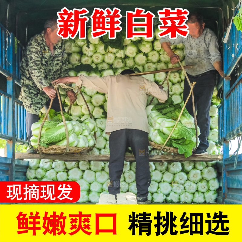 车上正在装着白菜