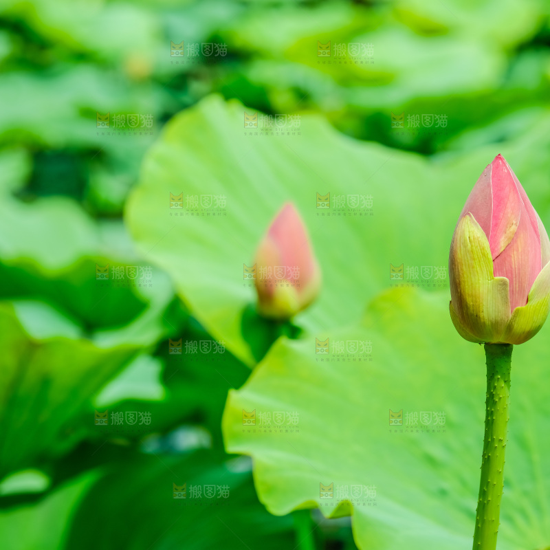 池塘里的荷花花苞