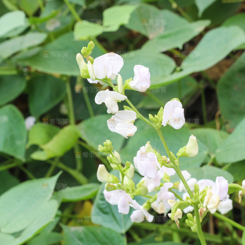 户外的扁豆花