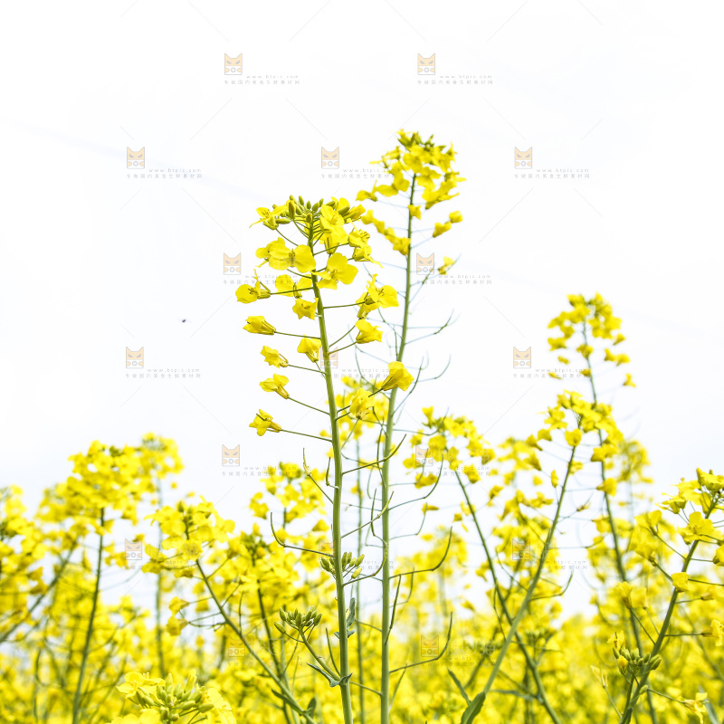 地里的油菜花