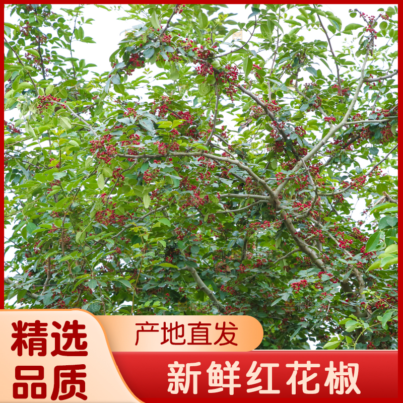 树上的花椒