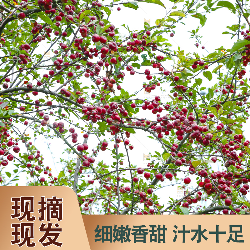 树上挂着海棠果