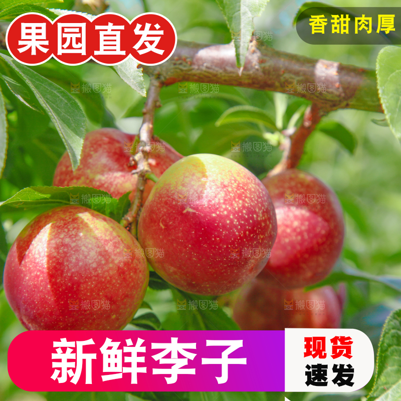 李子树上的红布李