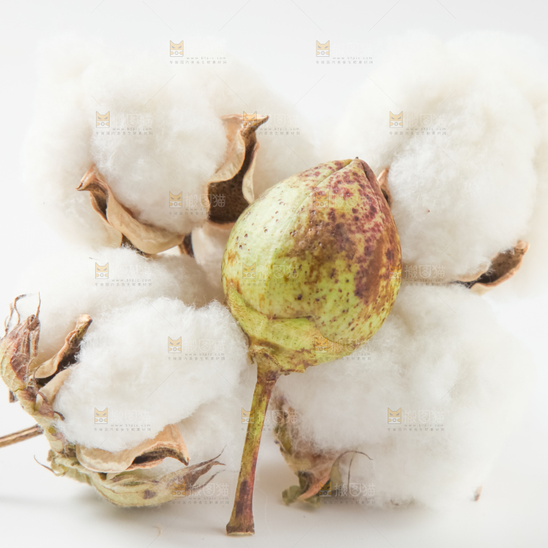 白底上的棉花
