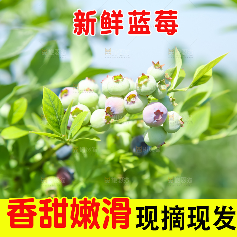农民正在采摘蓝莓