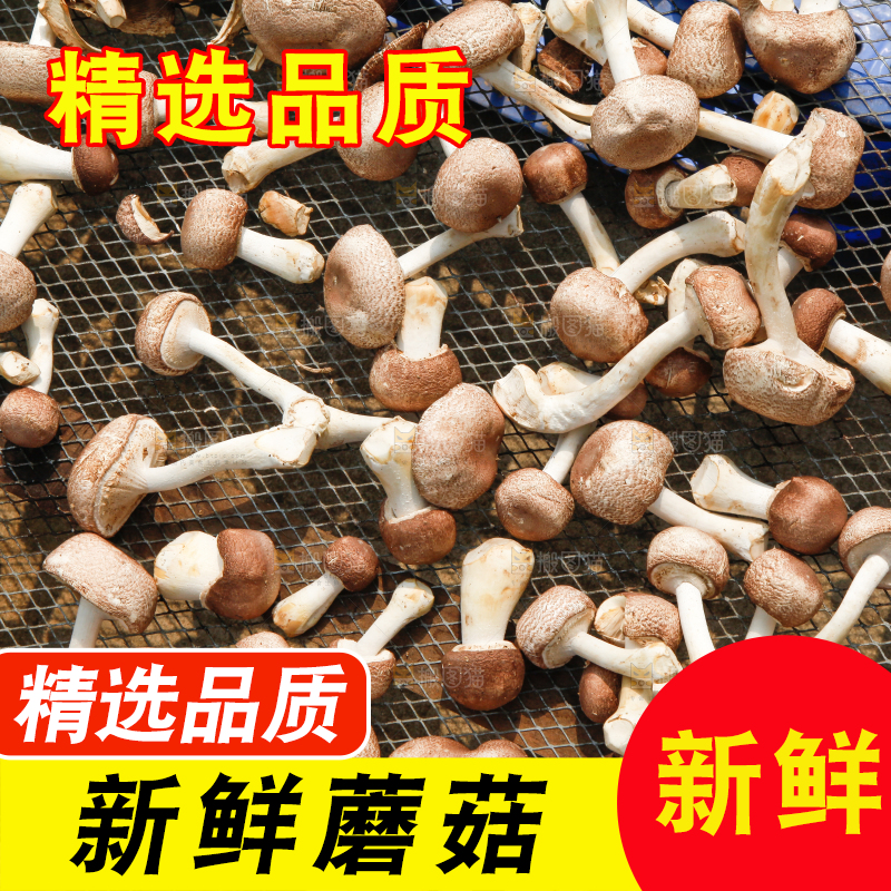 户外晾晒的蘑菇