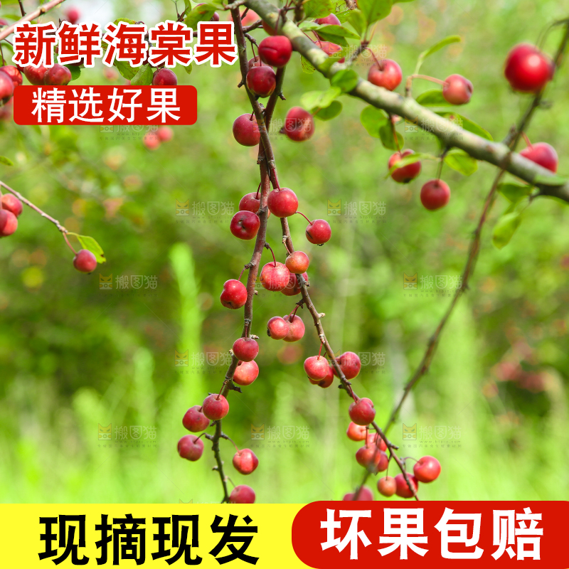 树上挂着海棠果