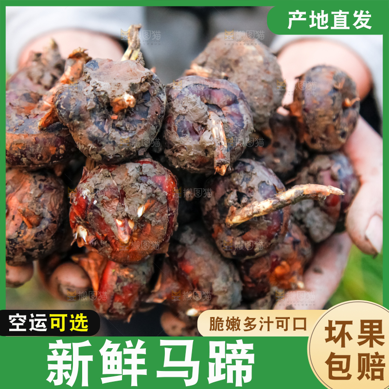 农民手里捧着新鲜马蹄