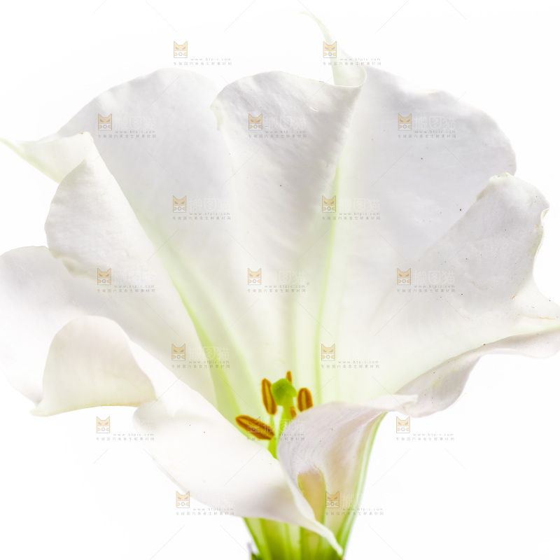 白底上的一朵花