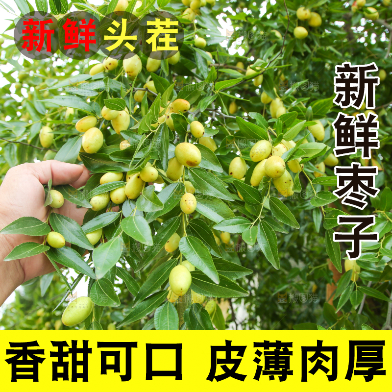 树上的枣子