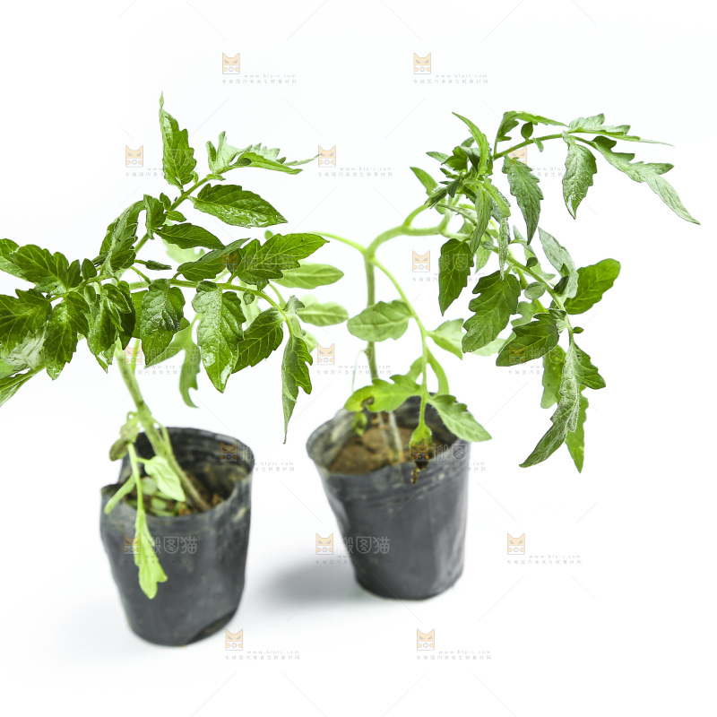 白底上放着番茄苗
