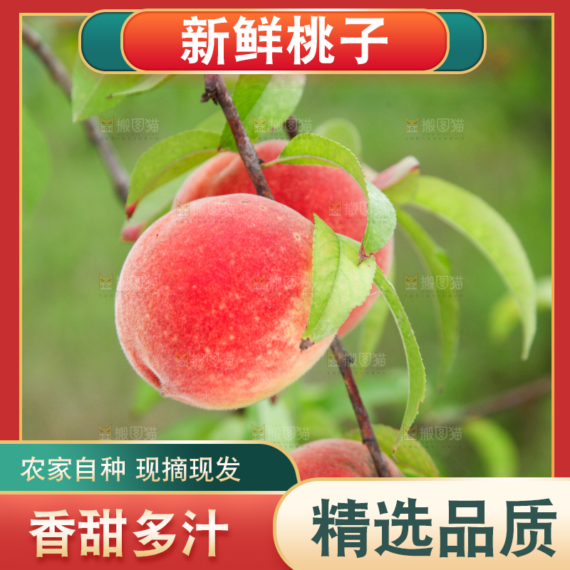 树上挂着桃子