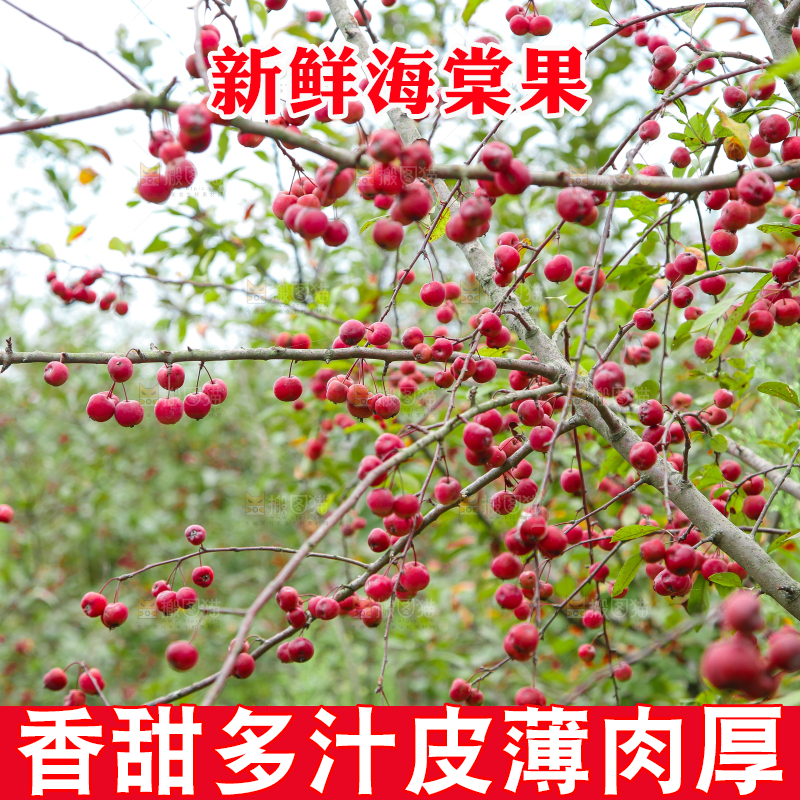 树上挂着海棠果