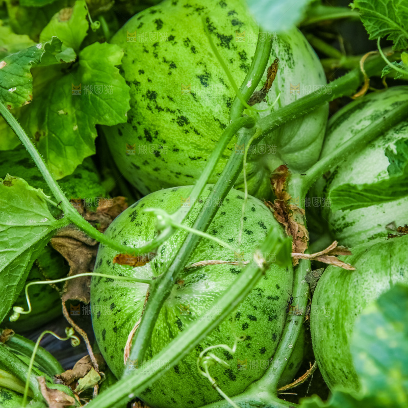 田地里种植的香瓜
