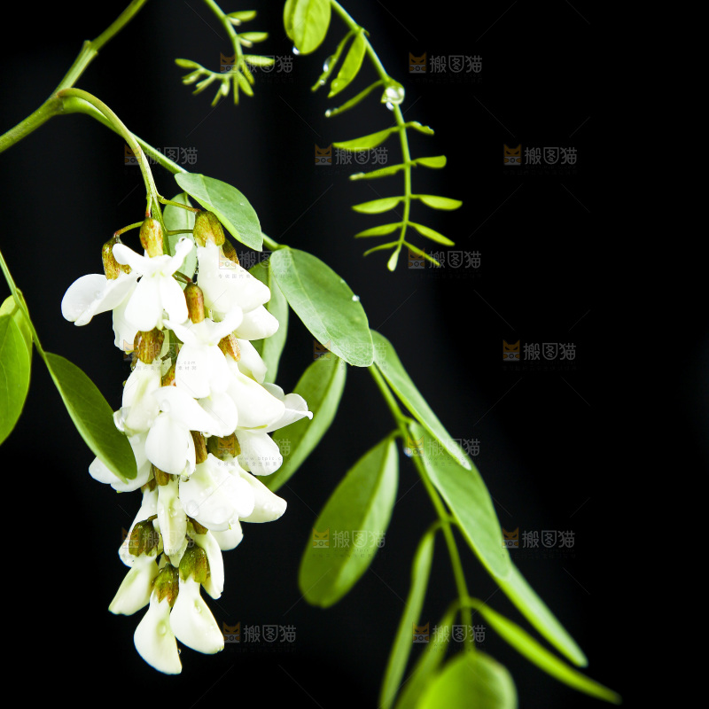 黑底上的槐树花