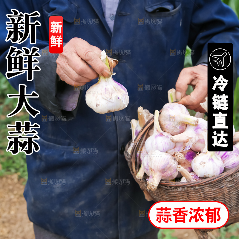 农民正在收大蒜