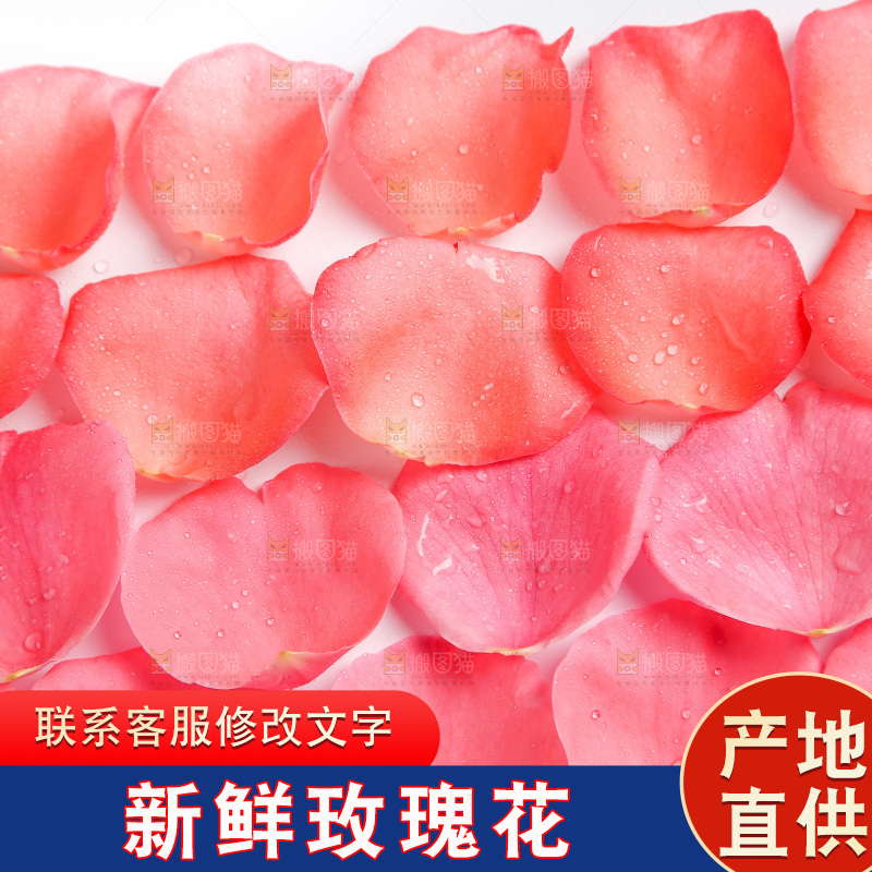 白底上的玫瑰花瓣