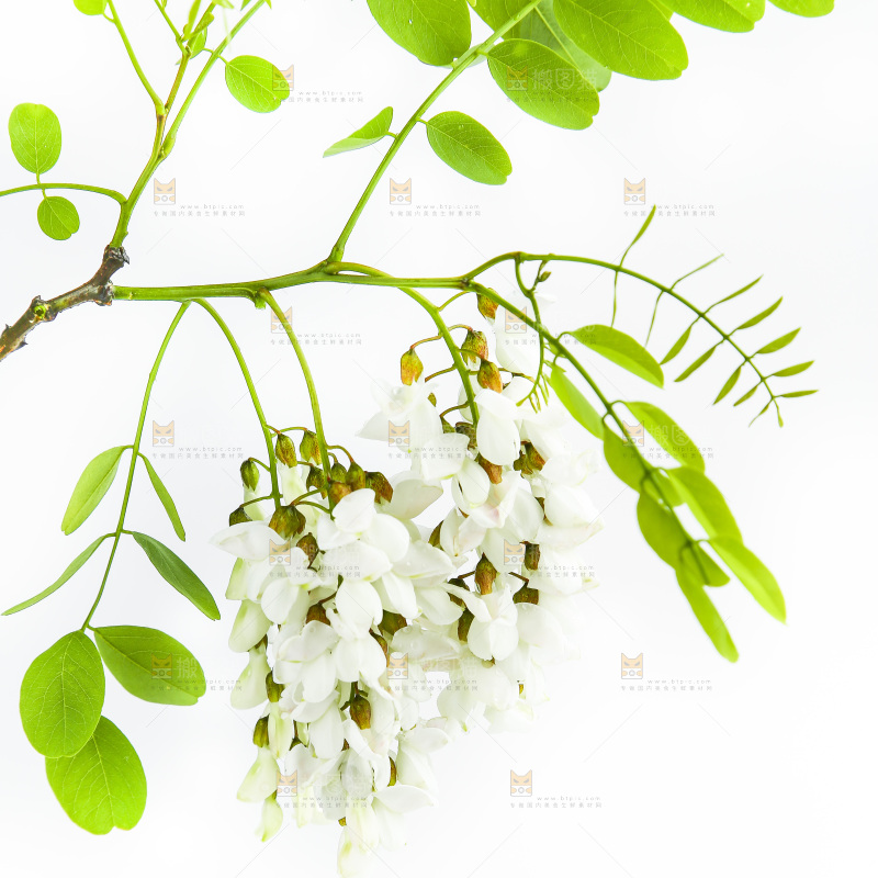 白底上的槐树花