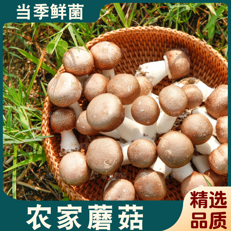 篮子里装着香菇