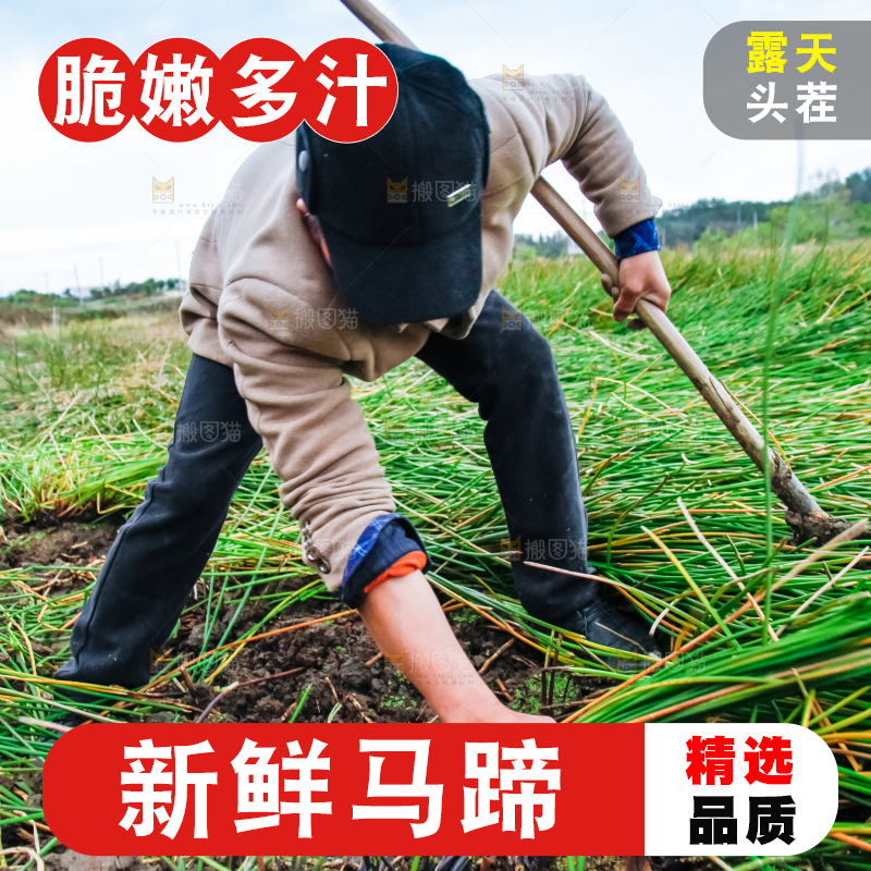 农民正在挖马蹄