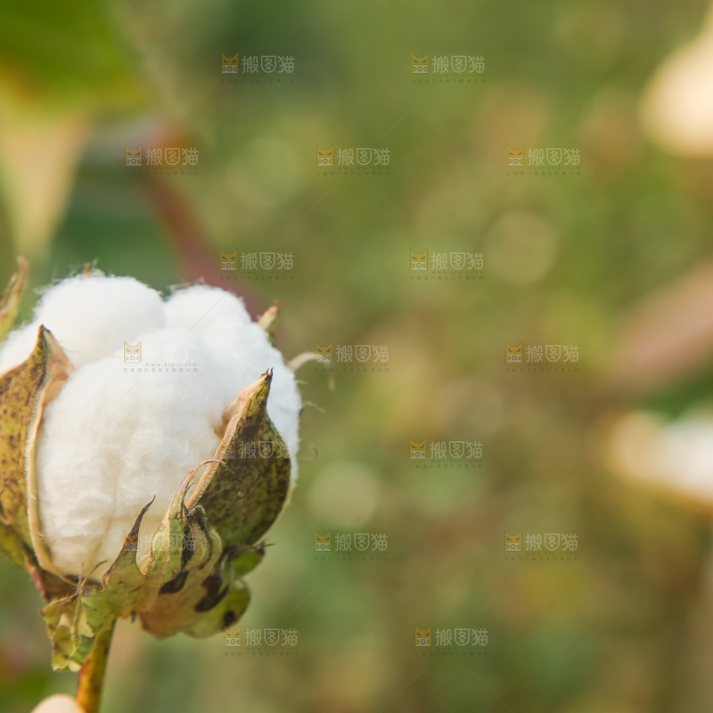 枝头上长着棉花