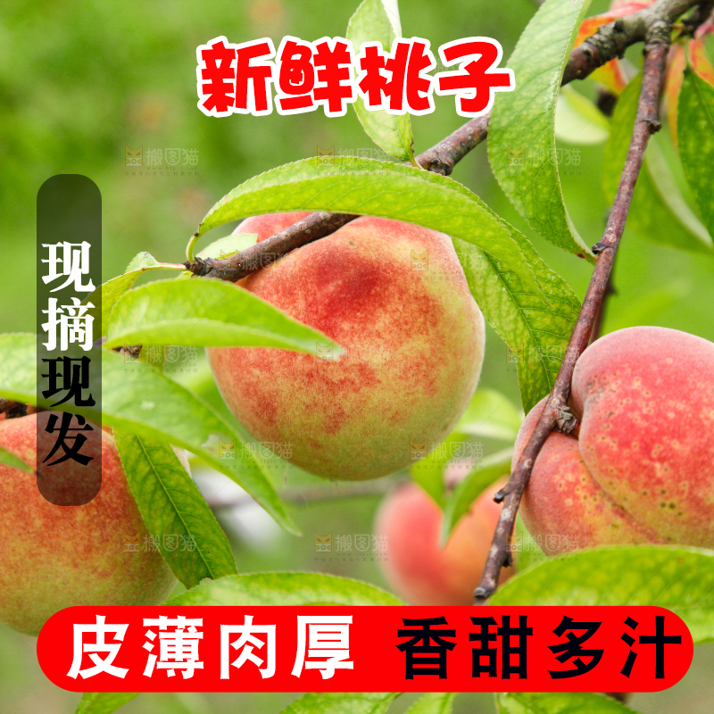 树上挂着桃子