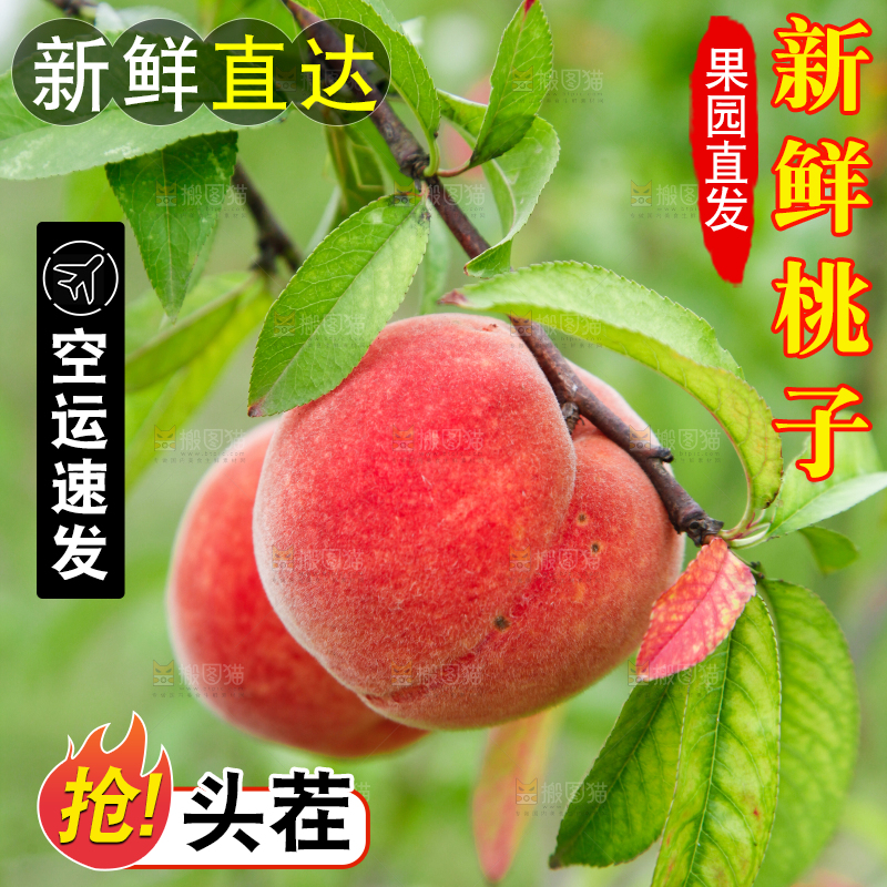 树上挂着桃子