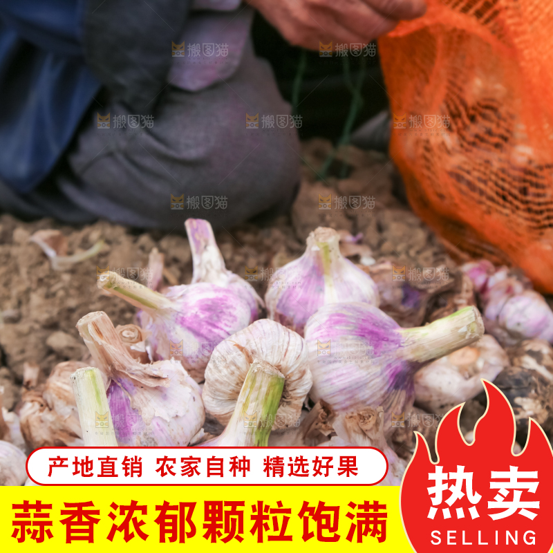 农民正在收大蒜