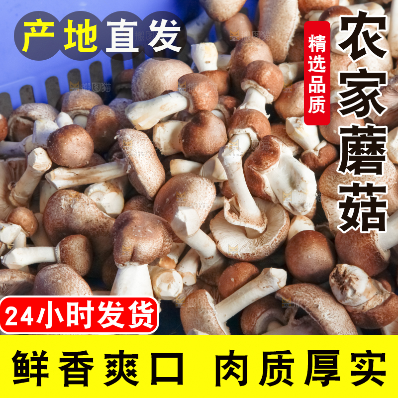 框子里装着小蘑菇