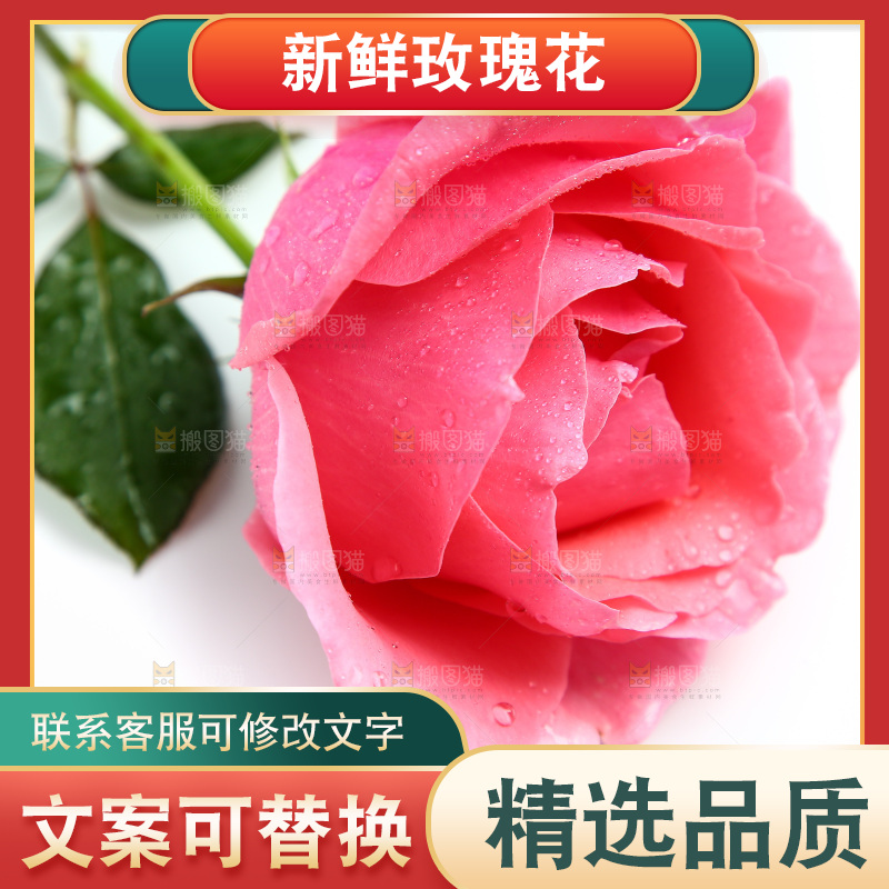 浅底上的玫瑰花