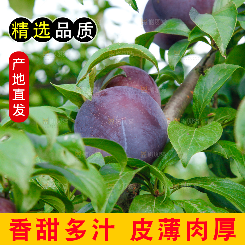 树上挂着黑布李