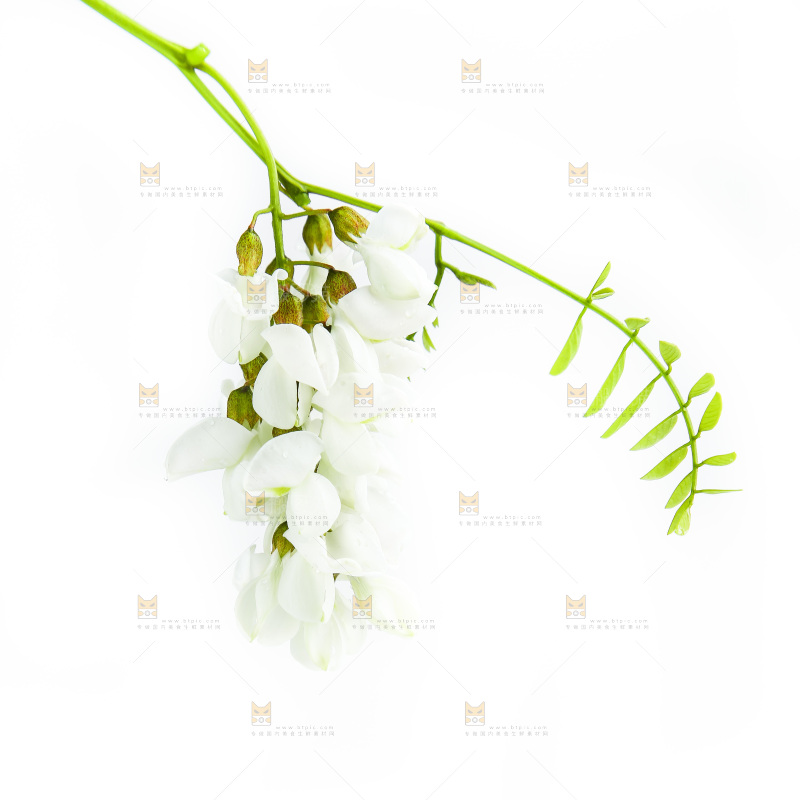 白底上的槐树花