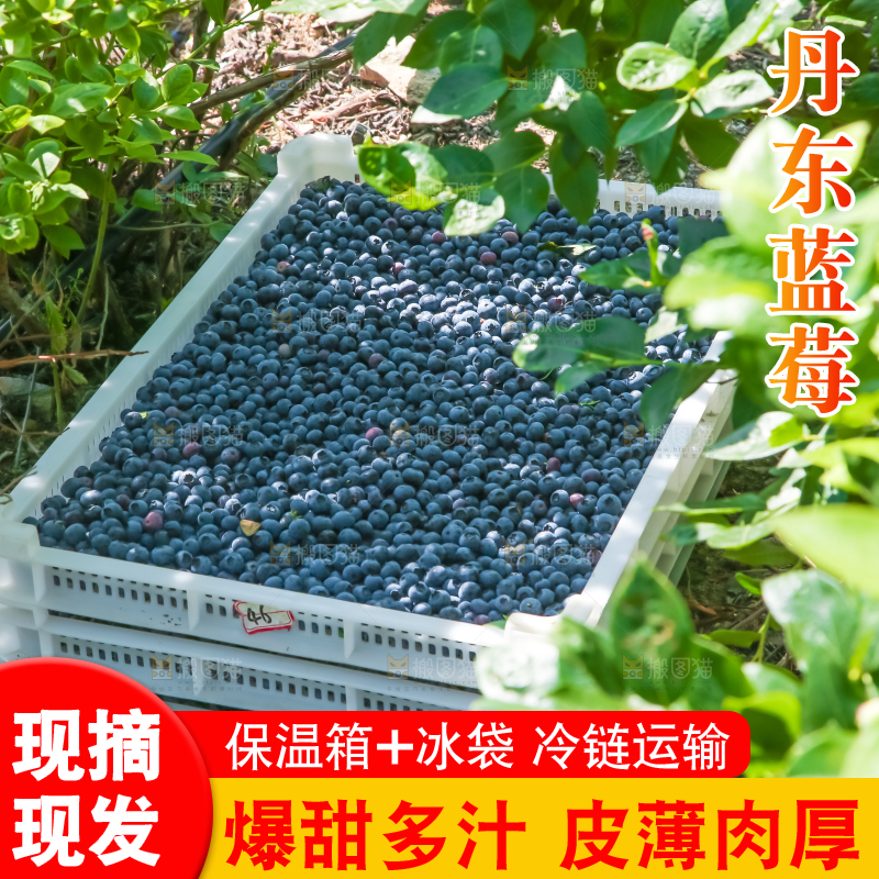 农民正在采摘蓝莓