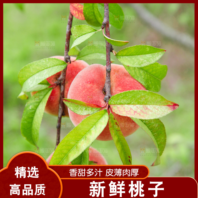 树上挂着桃子