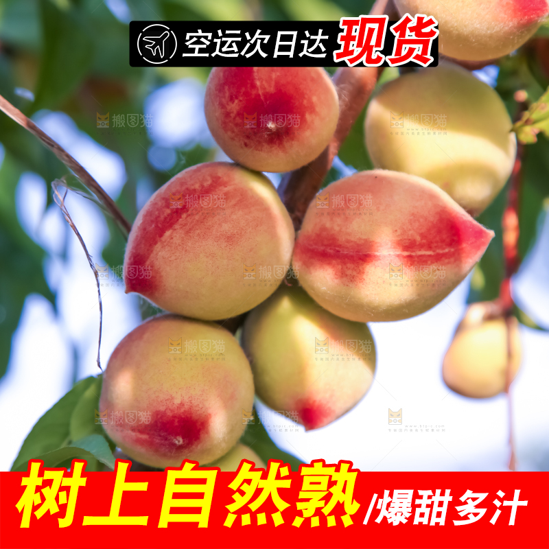 树上挂着桃子