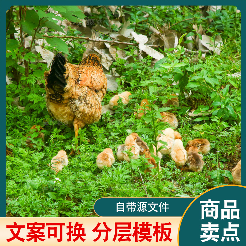 农家散养鸡