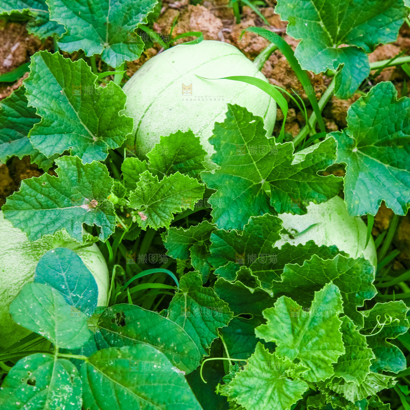 农田里种植的香瓜
