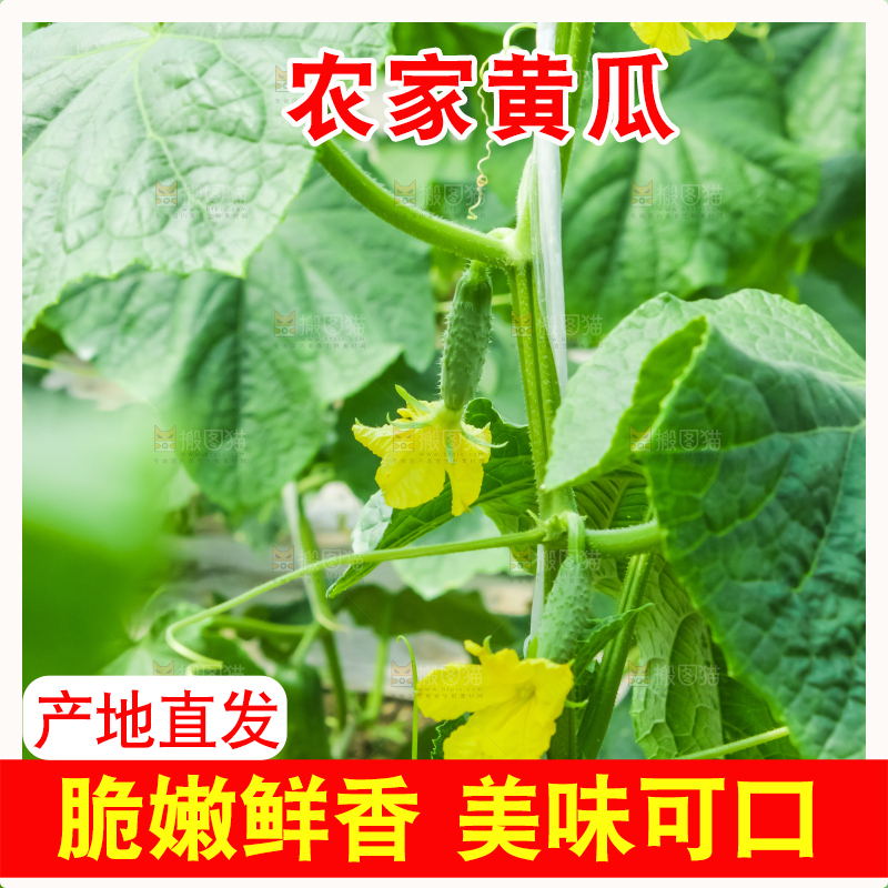 藤子上的小黄瓜