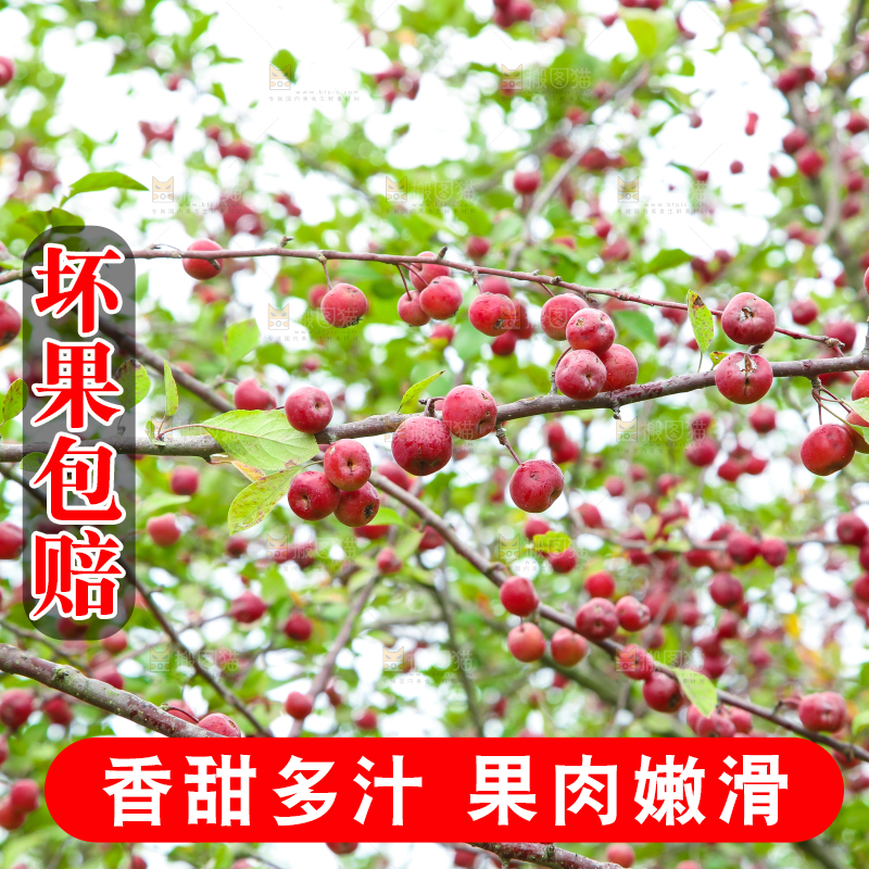 树上挂着海棠果