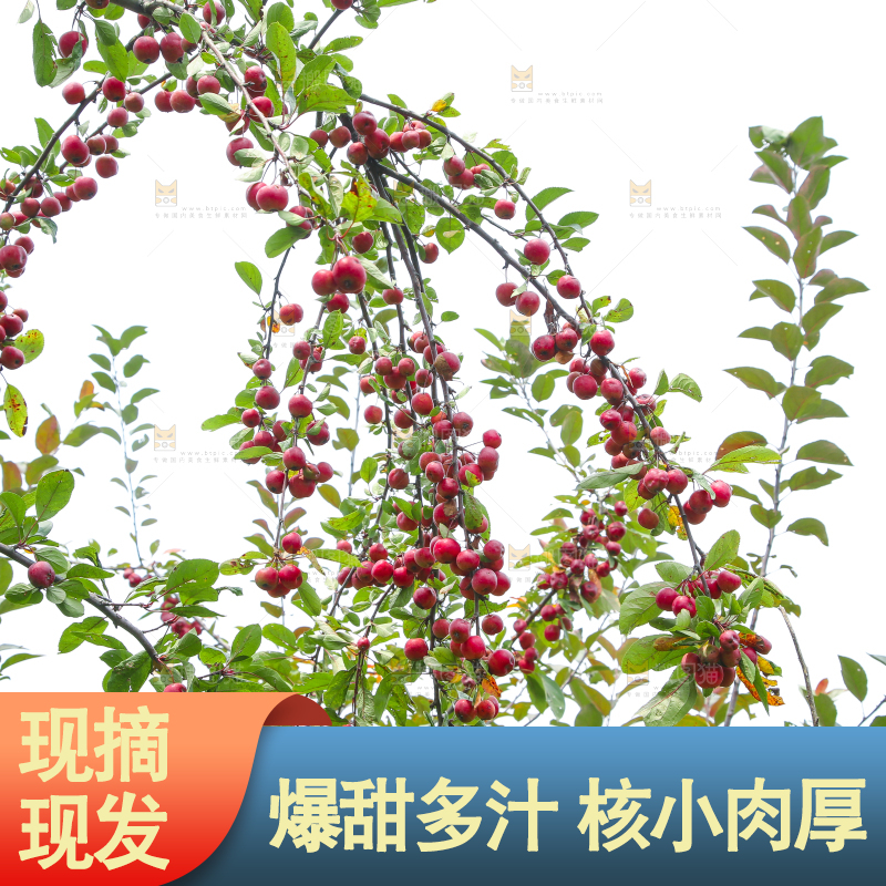 树上挂着海棠果