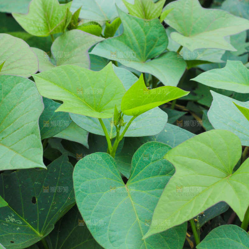 地里长着红薯