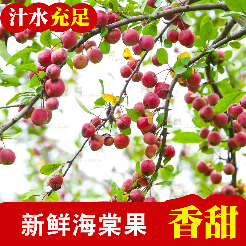 树上挂着海棠果