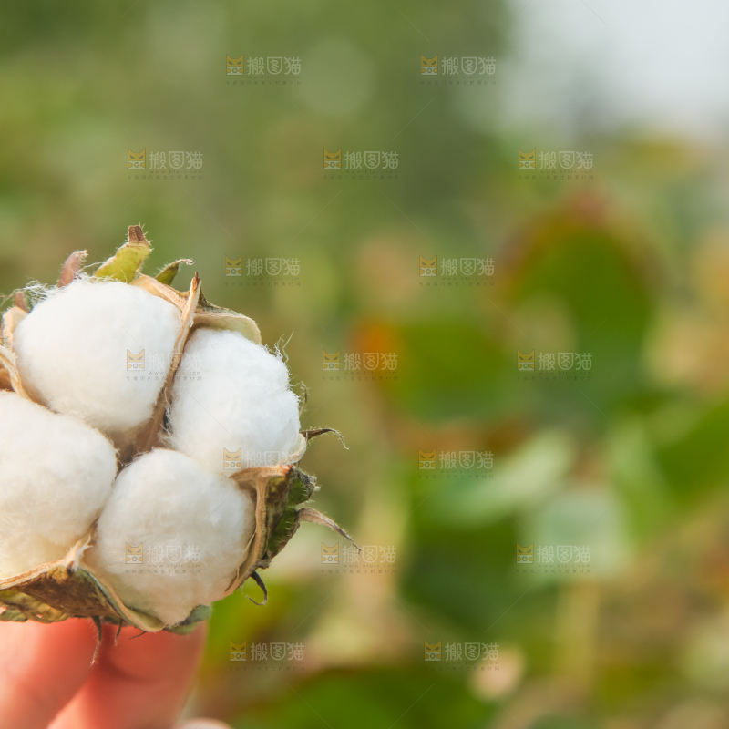 手里拿着棉花