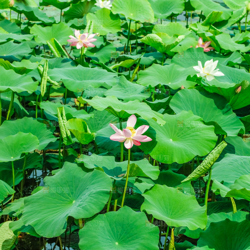 池塘里的荷叶