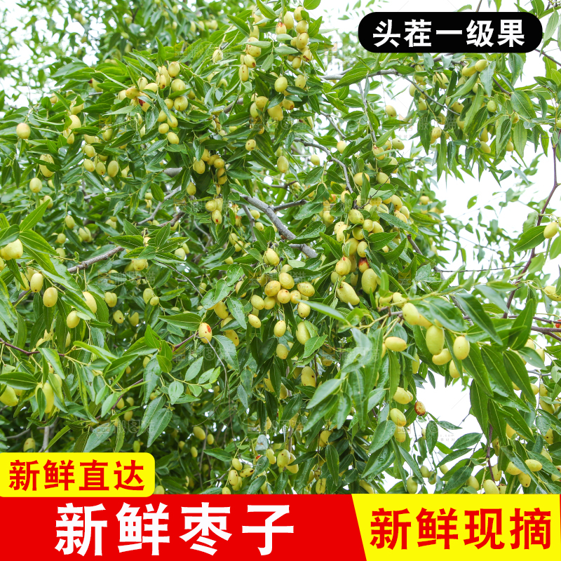 树上的枣子