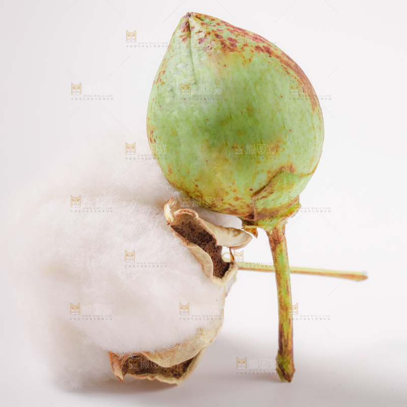 白底上放着棉花籽