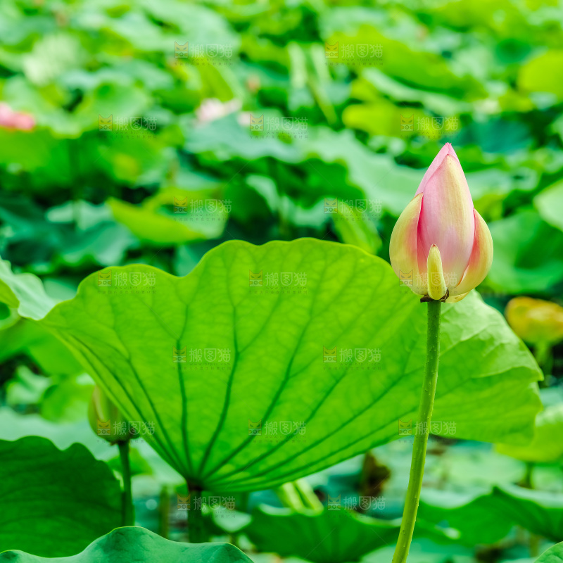 池塘里的荷花花苞