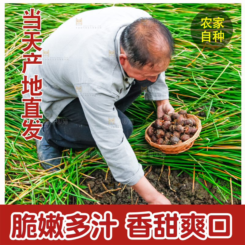 农民正在挖马蹄