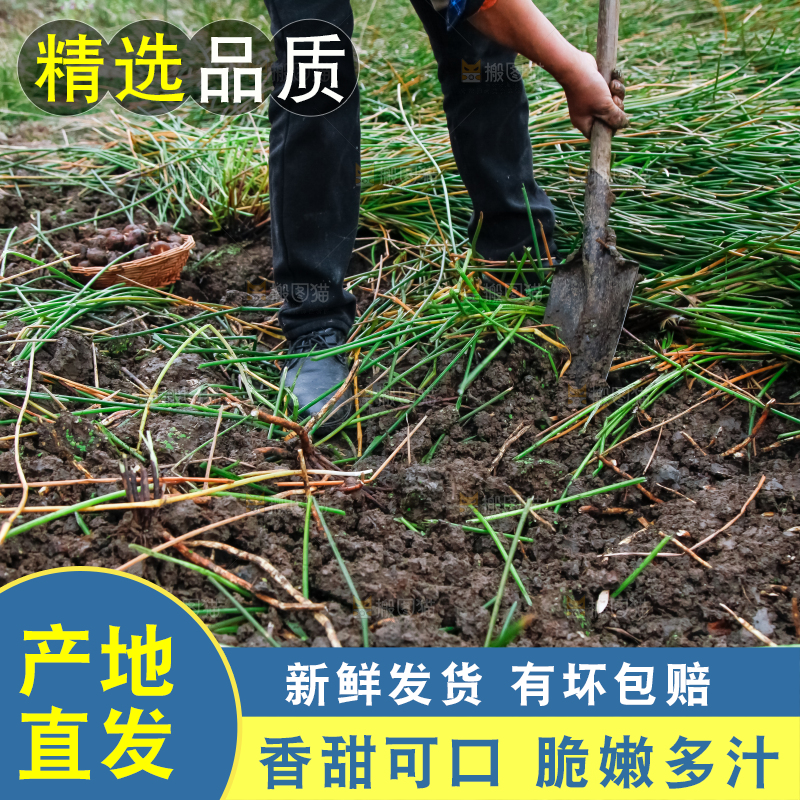 农民正在挖马蹄