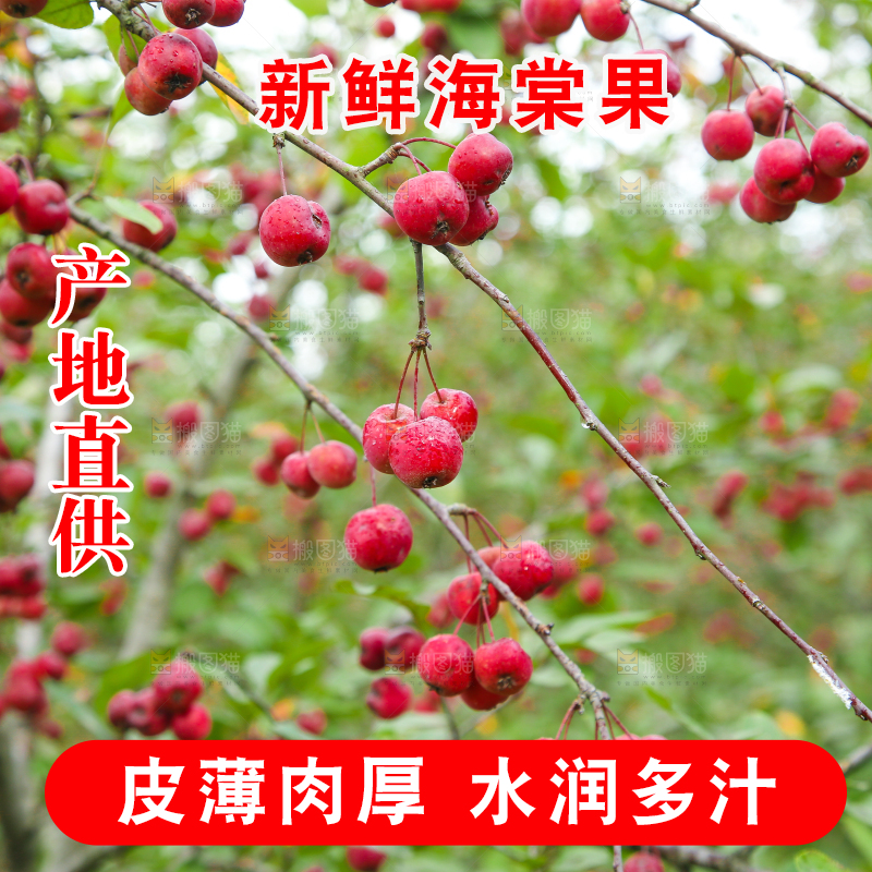 树上挂着海棠果